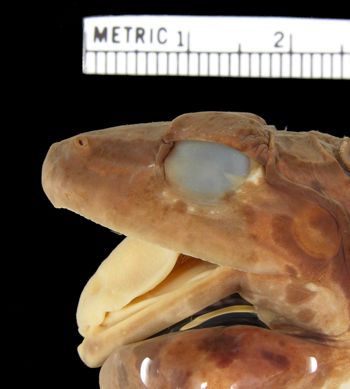 Media type: image; Herpetology A-2597